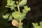 Warty spurge